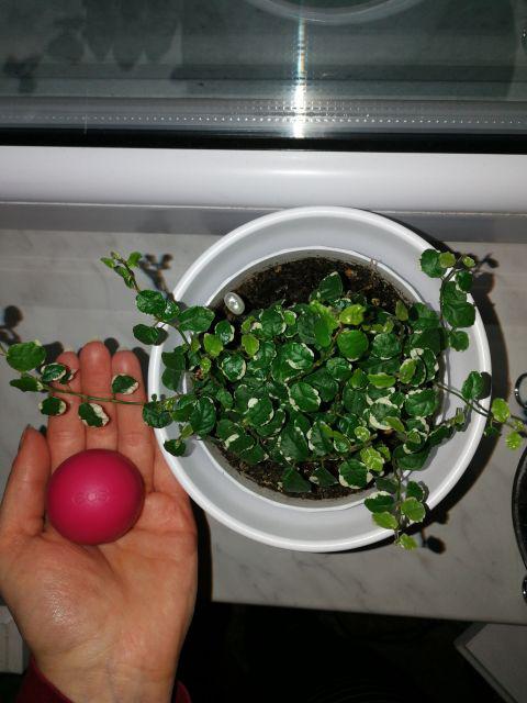 EOS Pomadka do ust w sztyfcie, Strawberry Sorbet