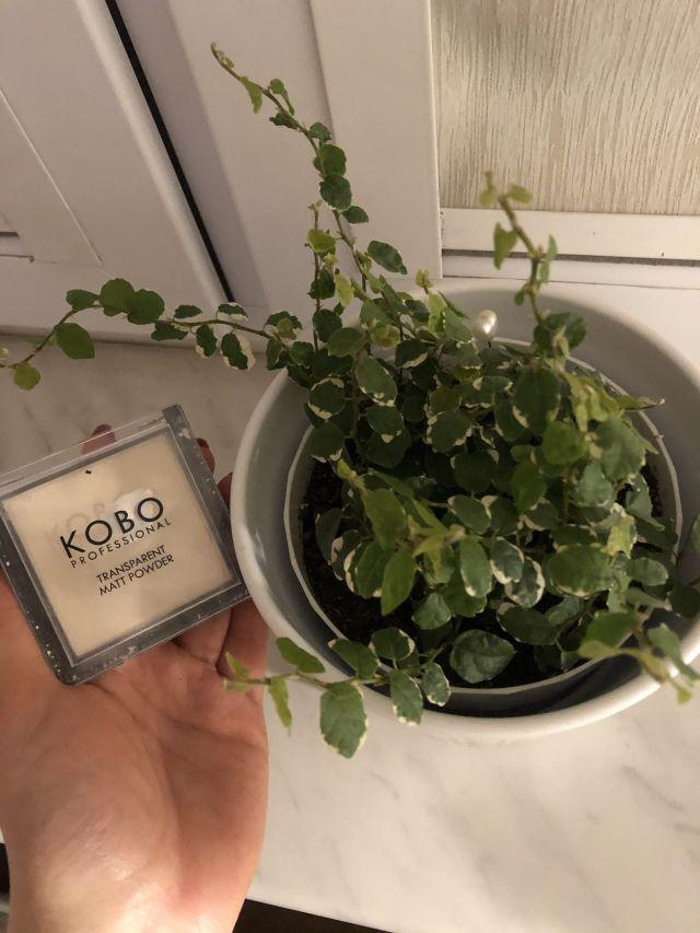 Kobo Puder do twarzy, Mocno matujący, Transparentny