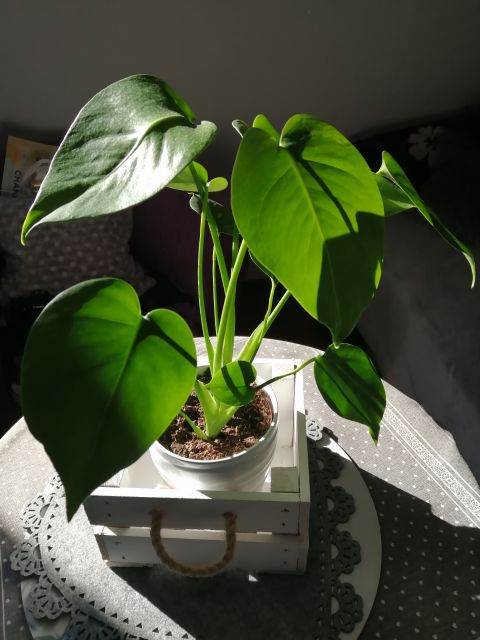 Wyzwanie FOTOGRAFICZNE  - Sierpień ! :) 