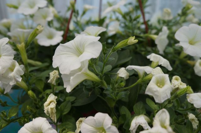 Wyzwanie FOTOGRAFICZNE  - Sierpień ! :) 