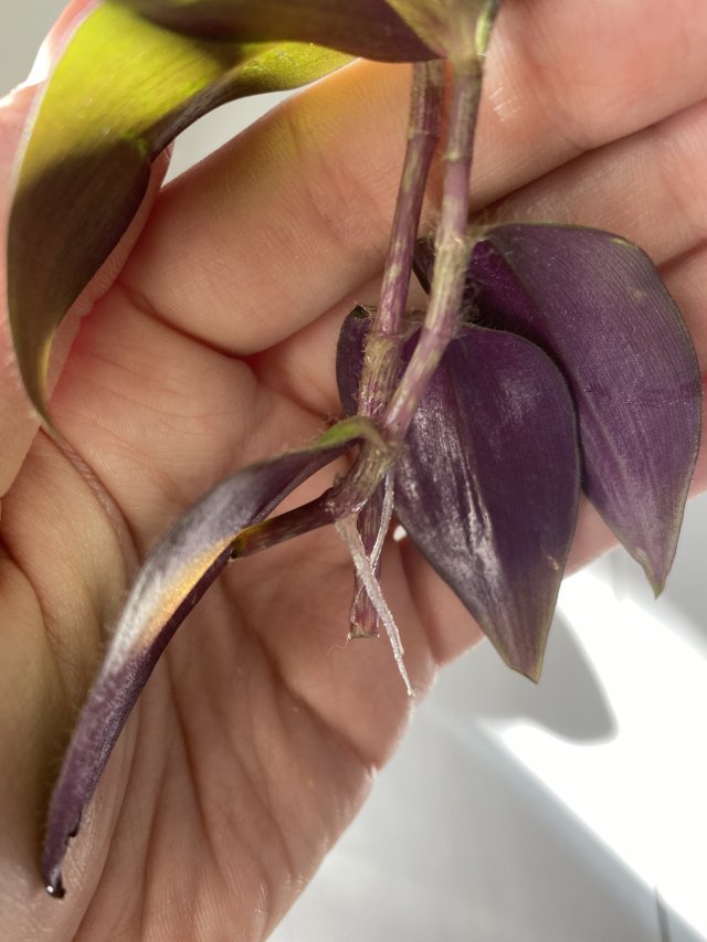 Prywatne wymiany, pokaż co masz 