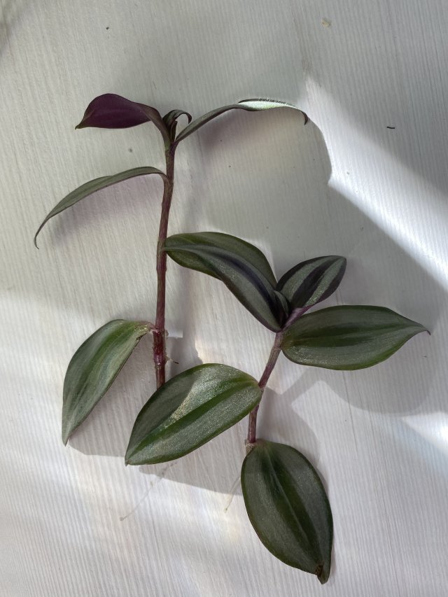 Prywatne wymiany, pokaż co masz 