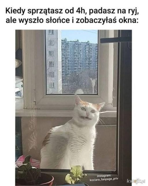 Śmieszki codzienne 