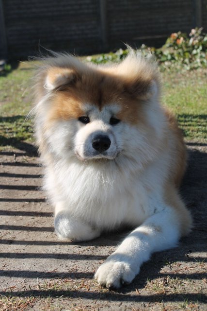 Pochwalmy się swoimi pupilkami :)