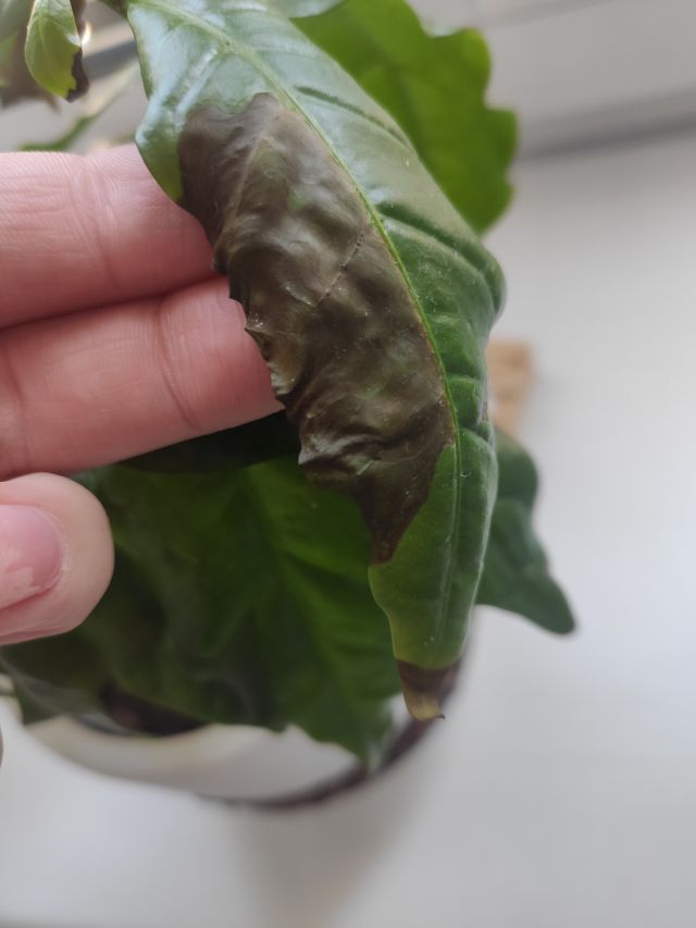 Kulturalne narzekanie na rzeczywistość! Uwaga - zawiera offtopy!