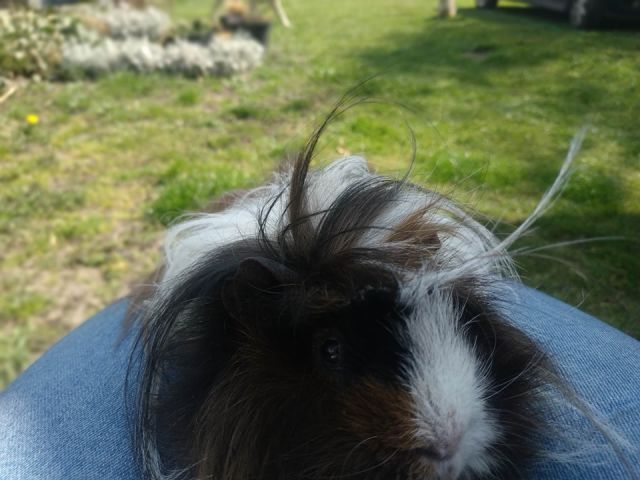 Mamy prosiaków(świnek morskich) , ile nas jest? 