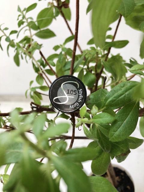 Lakier hybrydowy, 105 Stylish Gray, Semilac
