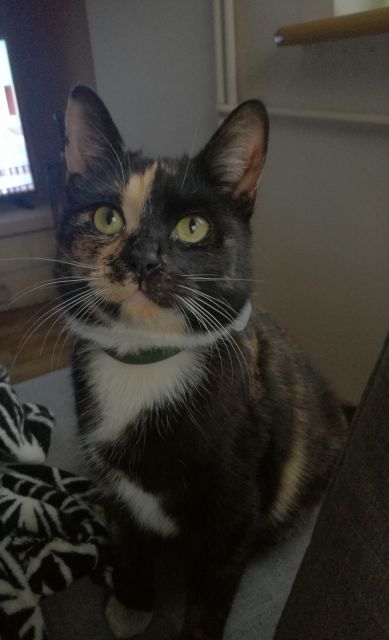 Pochwalmy się swoimi pupilkami :)