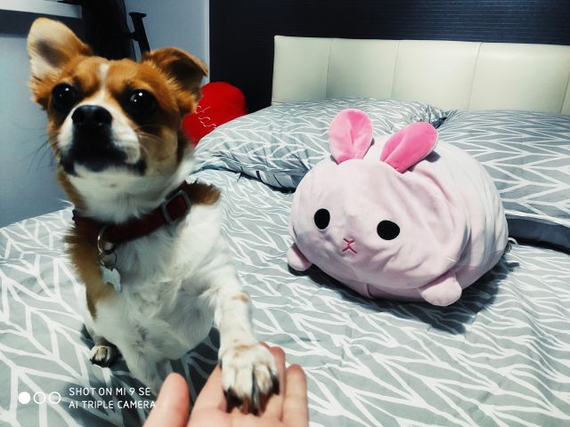 Pochwalmy się swoimi pupilkami :)