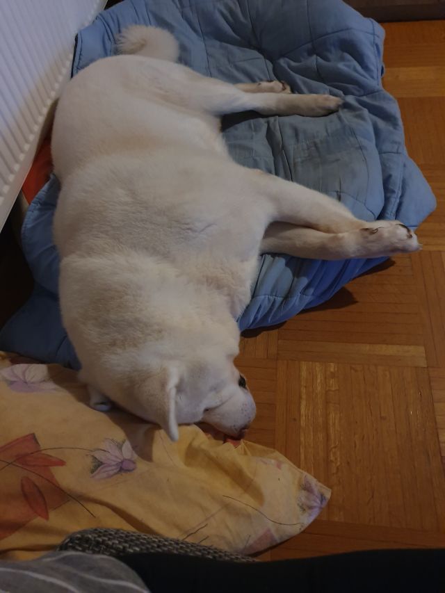 Pochwalmy się swoimi pupilkami :)