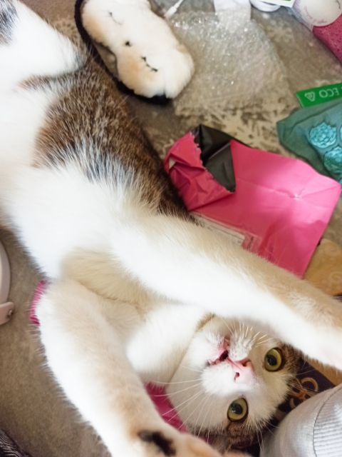 Pochwalmy się swoimi pupilkami :)