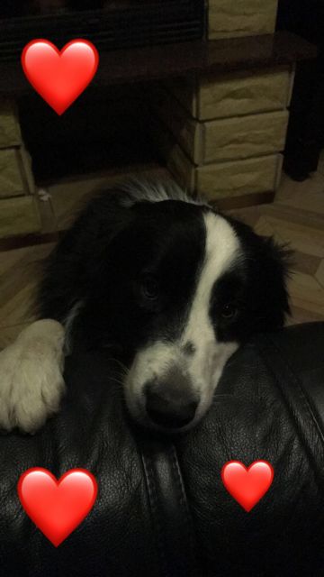 Pochwalmy się swoimi pupilkami :)