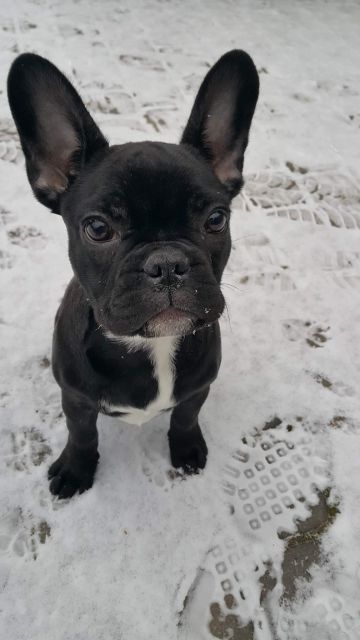 Pochwalmy się swoimi pupilkami :)