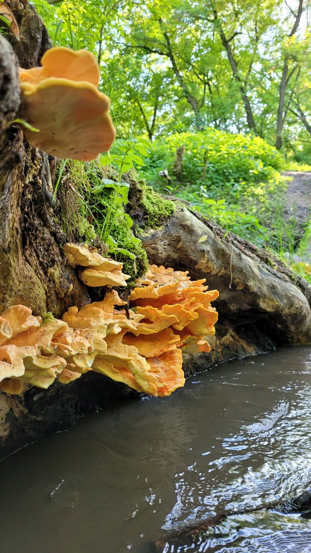 Jestem szczęśliwa bo..