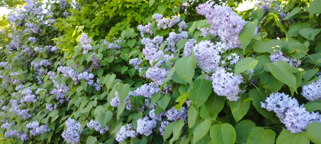 Królowa Dresscloud!