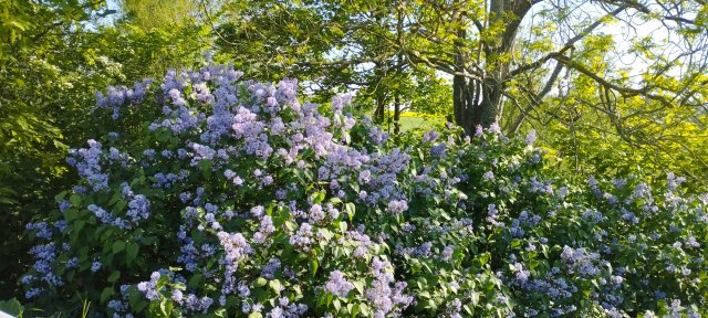 Królowa Dresscloud!