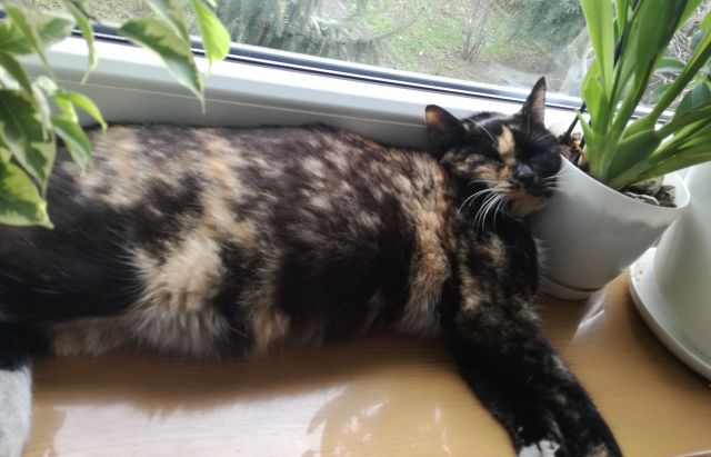 Pochwalmy się swoimi pupilkami :)