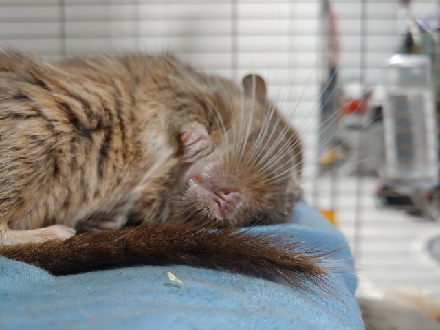 Pochwalmy się swoimi pupilkami :)