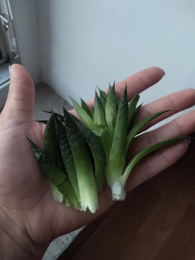 Kulturalne narzekanie na rzeczywistość! Uwaga - zawiera offtopy!