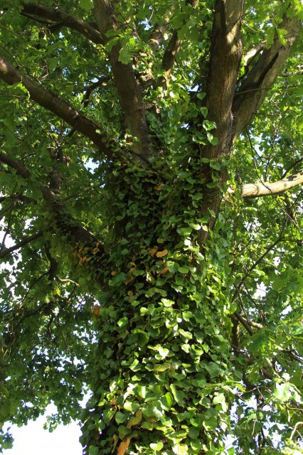 Wyzwanie FOTOGRAFICZNE  - Sierpień ! :) 