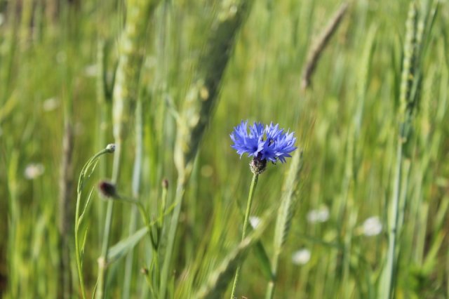 Wyzwanie FOTOGRAFICZNE  - Sierpień ! :) 