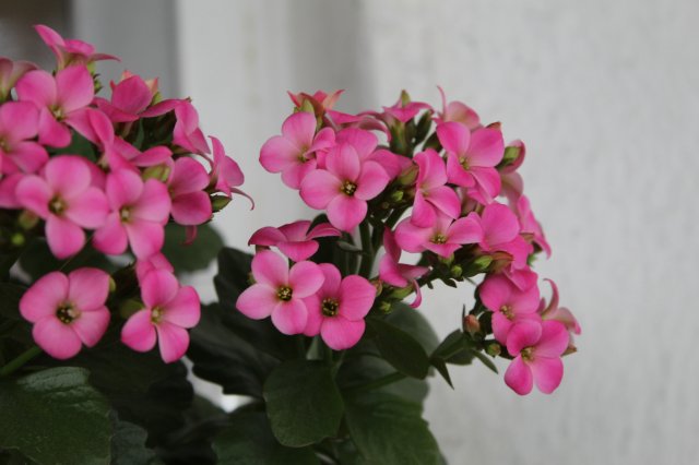 Wyzwanie FOTOGRAFICZNE  - Sierpień ! :) 