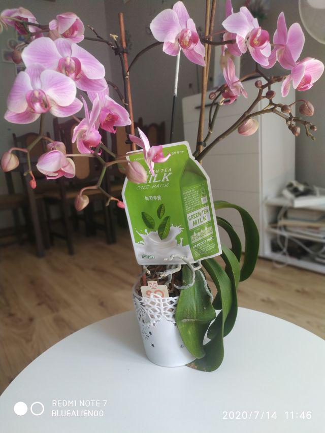 A'pieu Maska do twarzy w płacie, Green Tea Milk