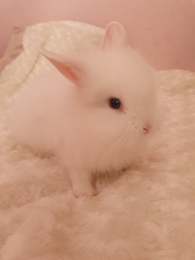 Królik 🐰
