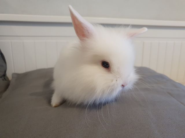 Królik 🐰