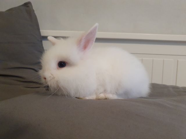 Królik 🐰