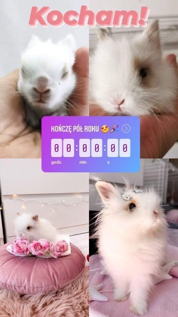 Królik 🐰