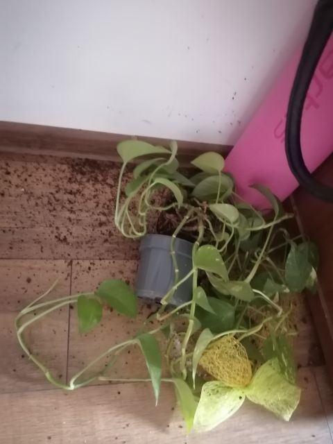 Kulturalne narzekanie na rzeczywistość! Uwaga - zawiera offtopy!