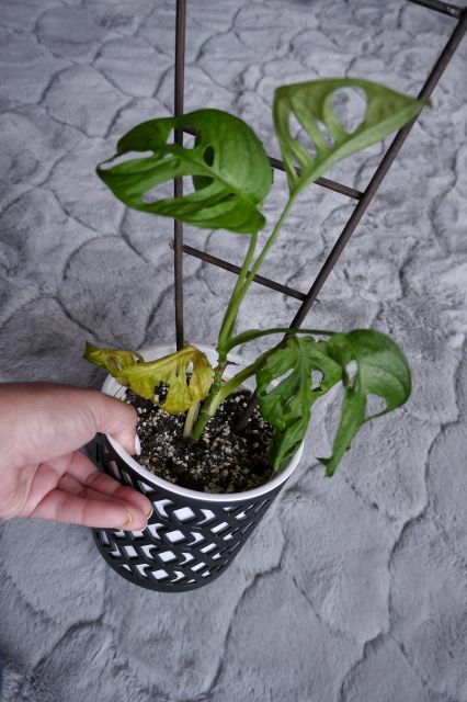 Jestem szczęśliwa bo..