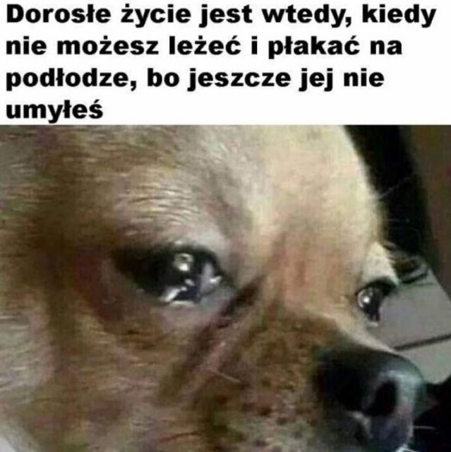 Śmieszne memy/filmiki/tiktoki
