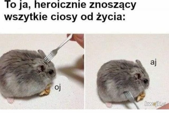 Śmieszne memy/filmiki/tiktoki