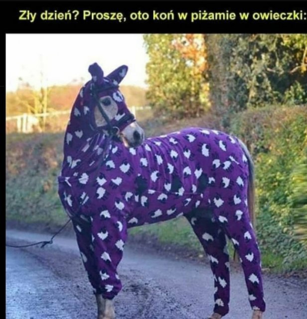 Śmieszne memy/filmiki/tiktoki