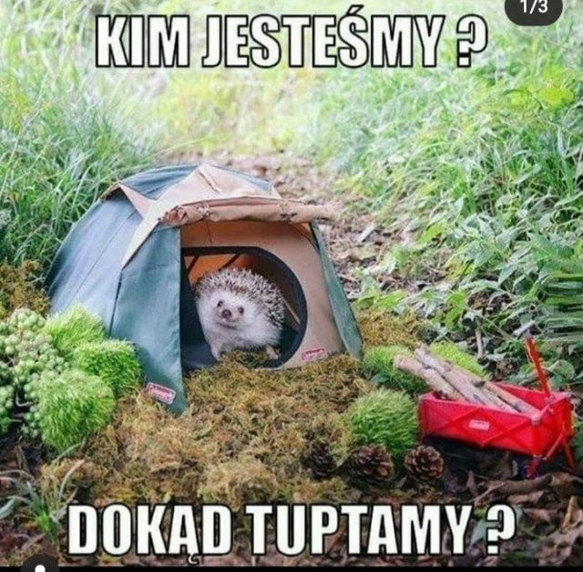Śmieszne memy/filmiki/tiktoki