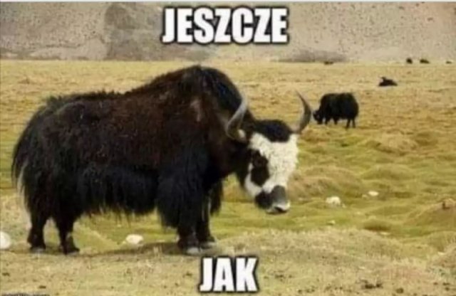 Śmieszne memy/filmiki/tiktoki