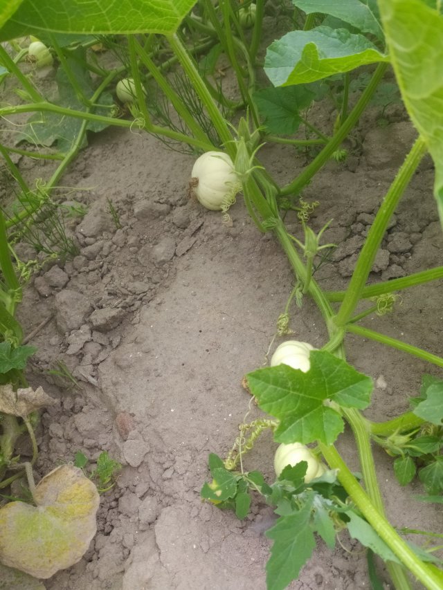 Jestem szczęśliwa bo..