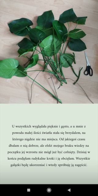 Nasze rośliny 🌿 
