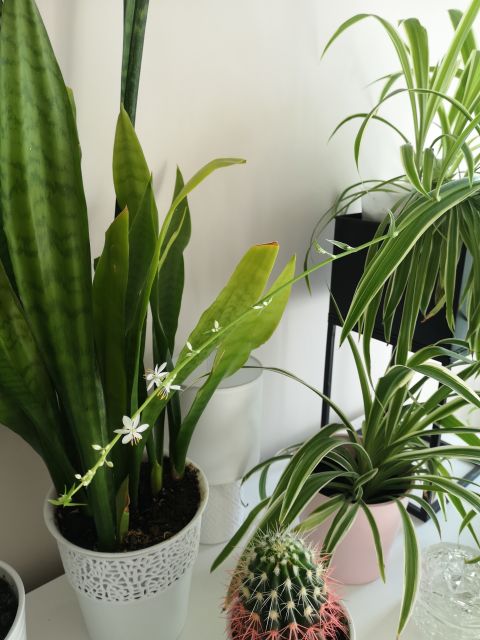 Nasze rośliny 🌿 