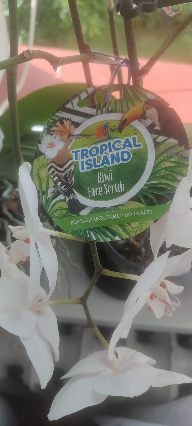 Marion Tropical Island, Peeling do twarzy, Złuszczajacy, Kiwi