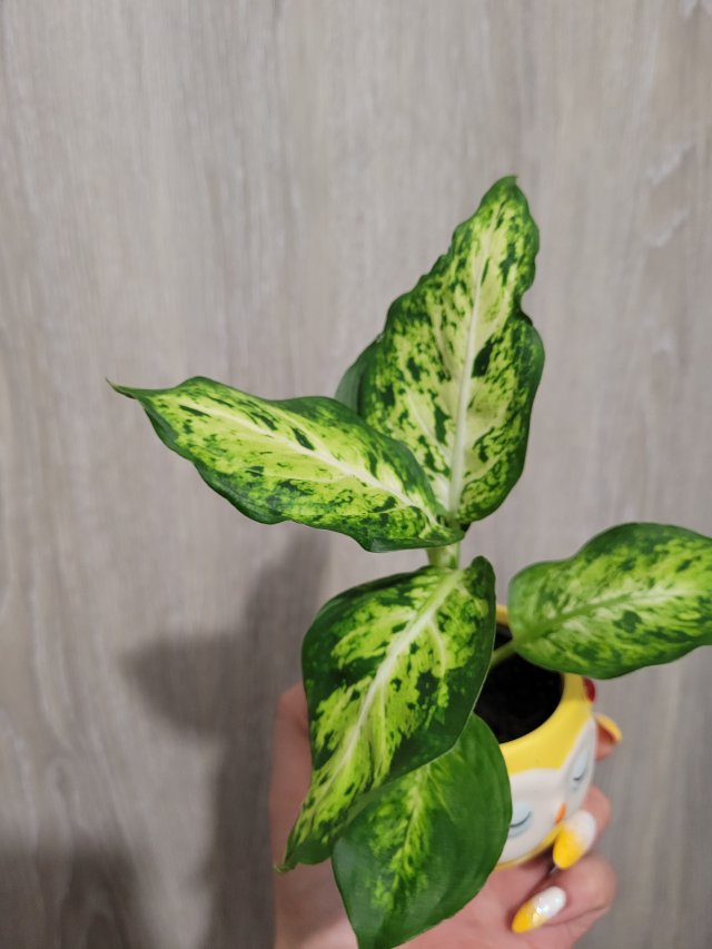 Nasze rośliny 🌿 