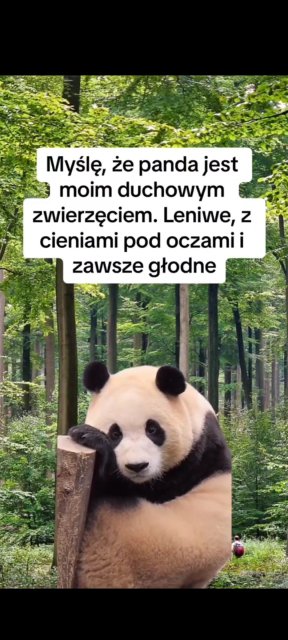 Śmieszki codzienne 