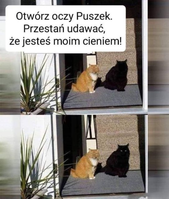 Śmieszki codzienne 