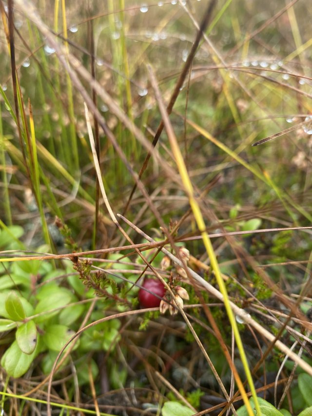 Kulturalne narzekanie na rzeczywistość! Uwaga - zawiera offtopy!