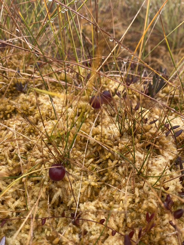 Kulturalne narzekanie na rzeczywistość! Uwaga - zawiera offtopy!