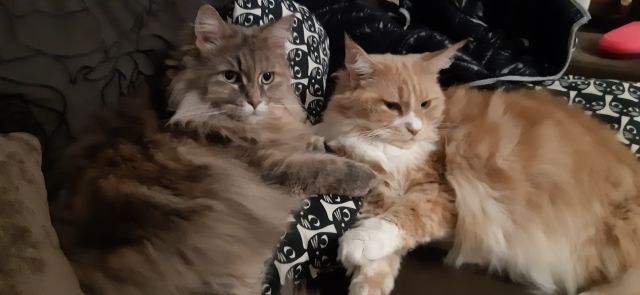 Kulturalne narzekanie na rzeczywistość! Uwaga - zawiera offtopy!