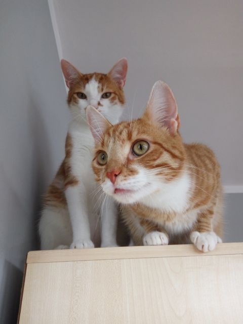 Kulturalne narzekanie na rzeczywistość! Uwaga - zawiera offtopy!