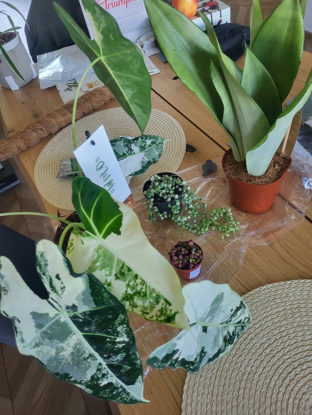 Jestem szczęśliwa bo..